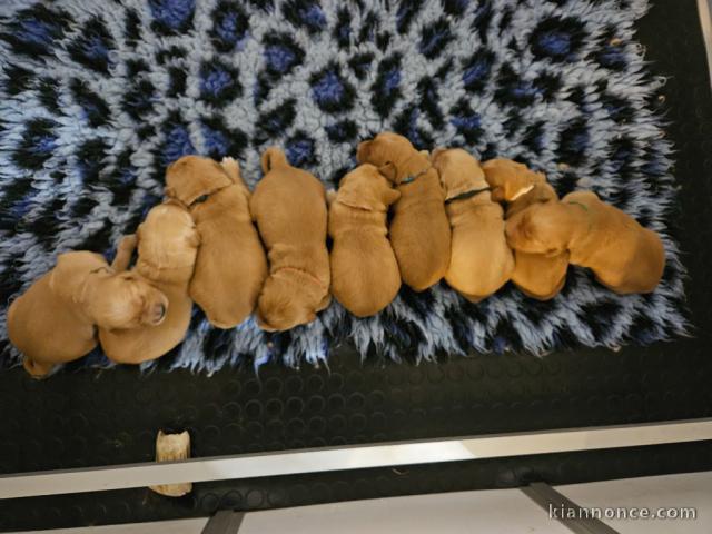 magnifique chiot golden retriever mâle et femelle 