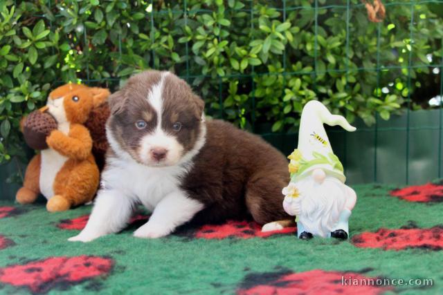adorable  chiot berger australien lof 