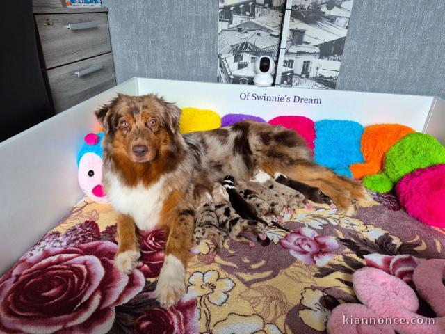 adopter chiot berger australien 