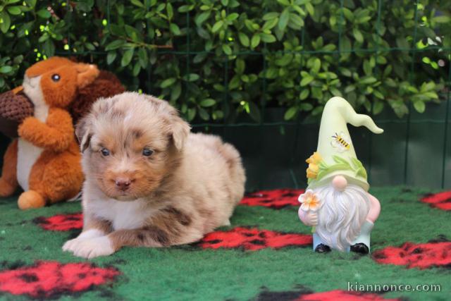 chiot berger australien mâle a donner 