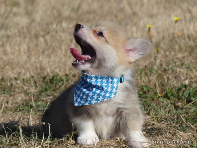 Chiots Welsh Corgi Pembroke à adopter 