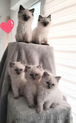 bébé chaton ragdoll disponible pour adoption 