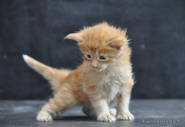 magnifique chatons maine coon à donner 