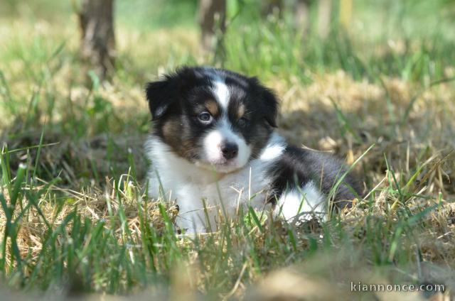 chiot berger australien lof mâle a donner 