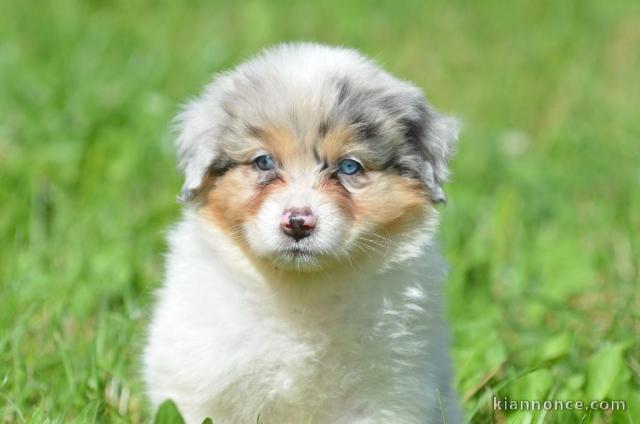 magnifique chiot berger australien femelle a donner 