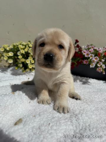 adorable chiot labrador retriever 