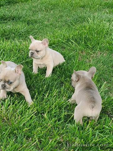 chiot bouledogue français mâle et femelle intéressé contactez moi
