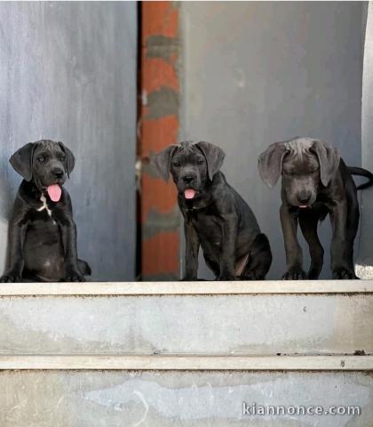 adorable chiot Cane corso femelle disponible 