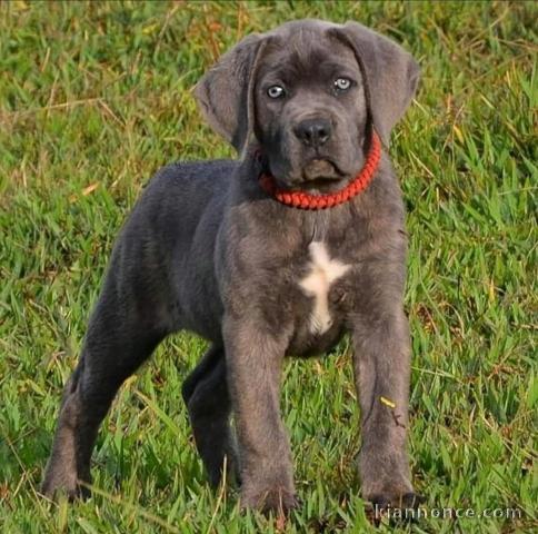je donne chiot cane Corso mâle 