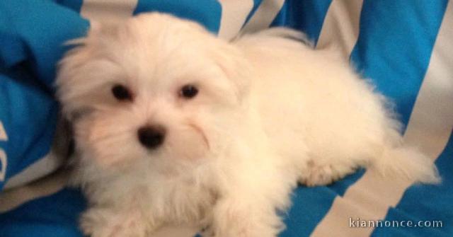 bébé chiot bichon maltais mâle 