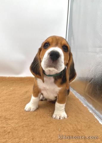 Dons chiot beagle disponible mâle 