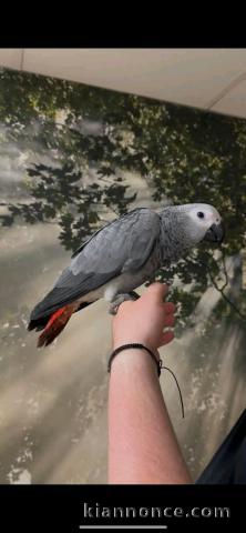 perroquet gris du Gabon mâle a donner 