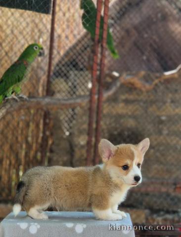 Welsh Corgi Pembroke chiots à vendre