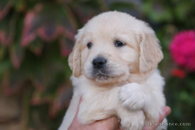Chiot golden retriever 