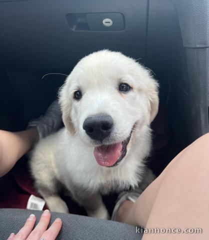 Chiot golden retriever 