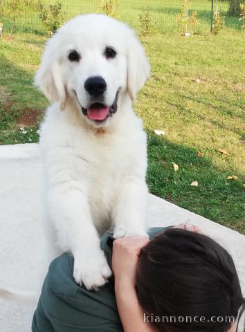 Chiot golden retriever 