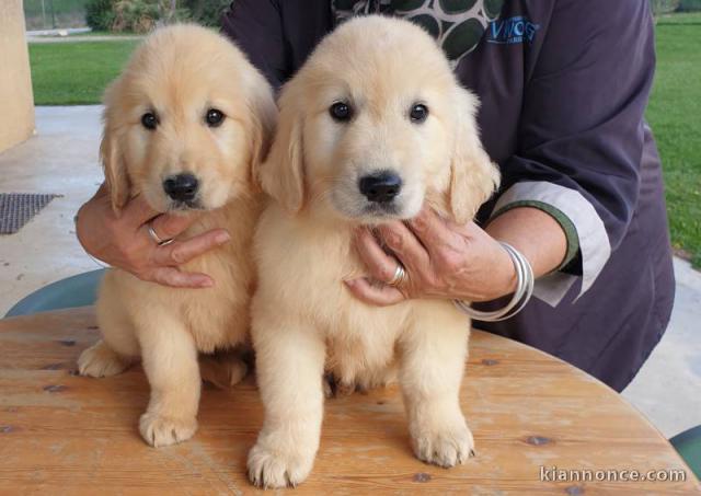 Chiot golden retriever 