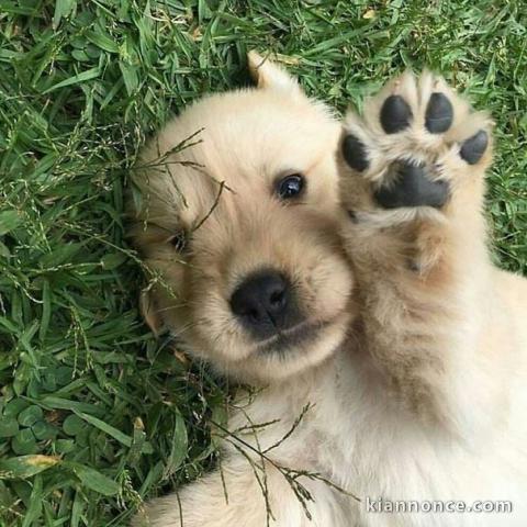 Chiot golden retriever 
