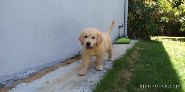 Chiot golden retriever 