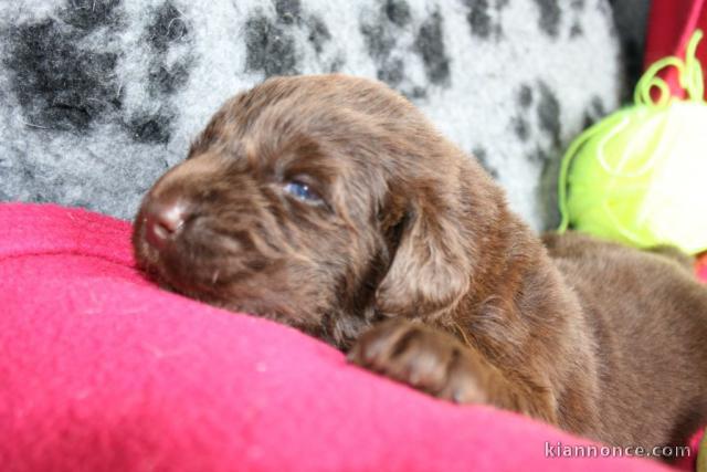 adorable chiot Terre neuve a donner 