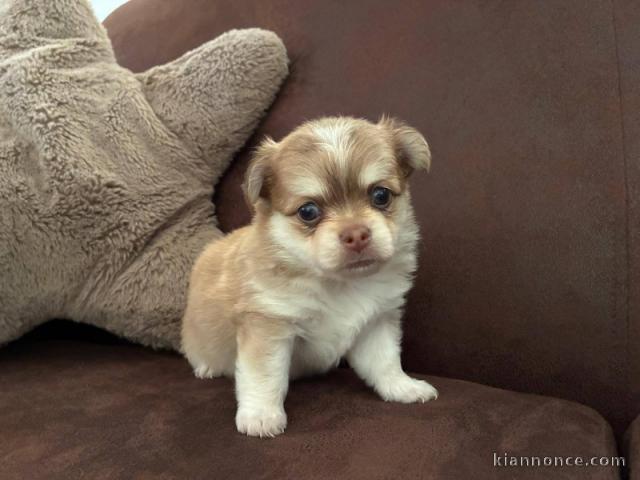 adorable chiot chihuahua femelle 
