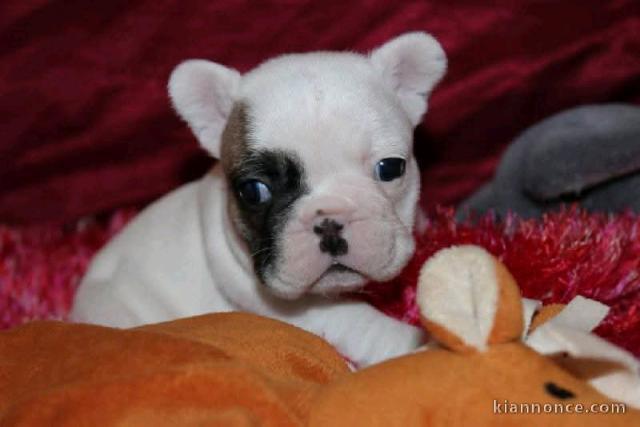 bébé chiot bouledogue français à donner 
