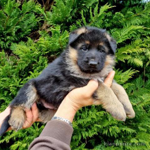 Chiot berger allemand 