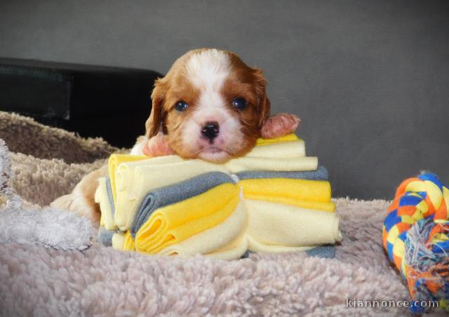 Je donne chiot cavalier king charle mâle 