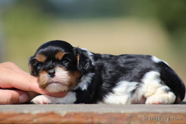 Adopter chiot cavalier king charle 