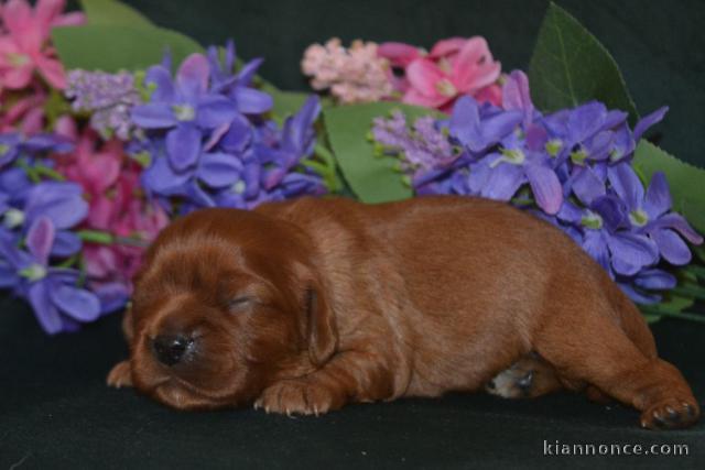 Chiot cavalier king charle femelle 