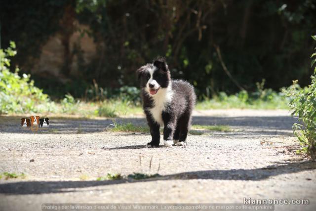 Chiot border collier a donner 
