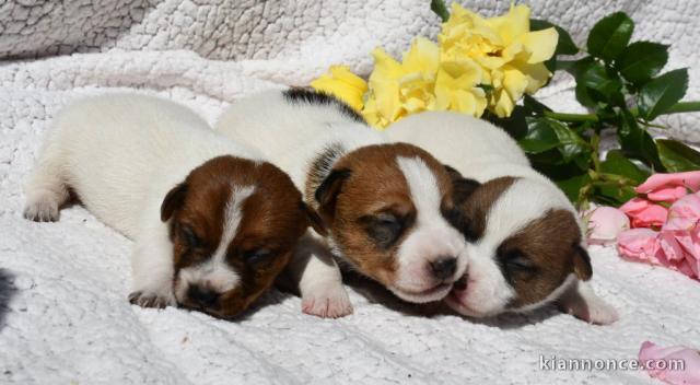 Je donne chiot jack Russel terrier 