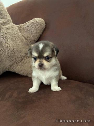 Je donne chiot chihuahua femelle 