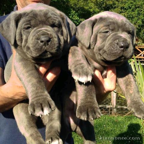 Je donne chiot cane corso disponible 