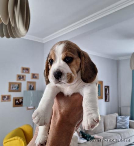 Chiot beagle lof femelle disponible 
