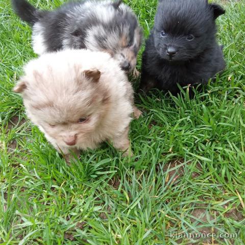 Adorable chiot spitz nain 