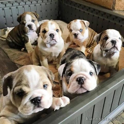 Chiot bulldog anglais lof à donner 