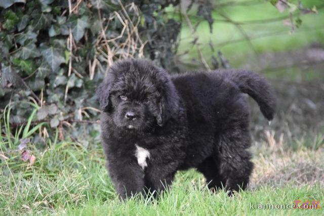 Magnifique chiot Terre neuve à donner 