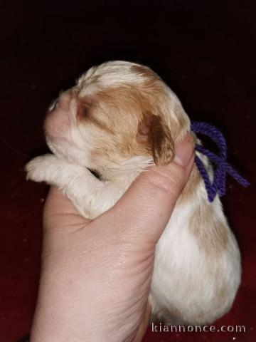 je donne chiot cavalier king charle femelle 