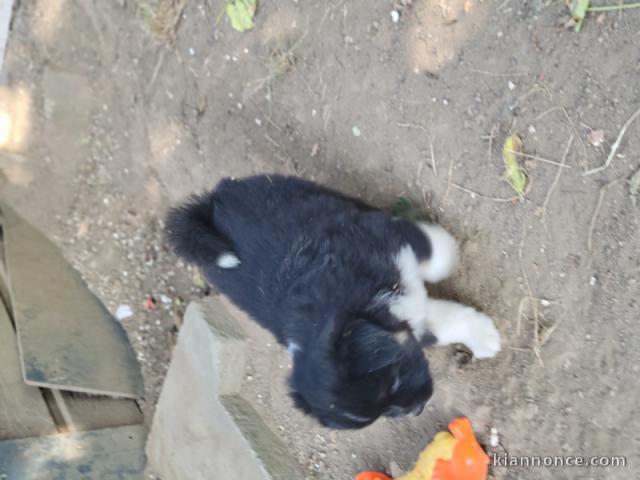 chiot berger australien lof mâle a donner 