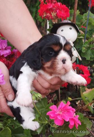 magnifique chiot cavalier king charle femelle a donner 