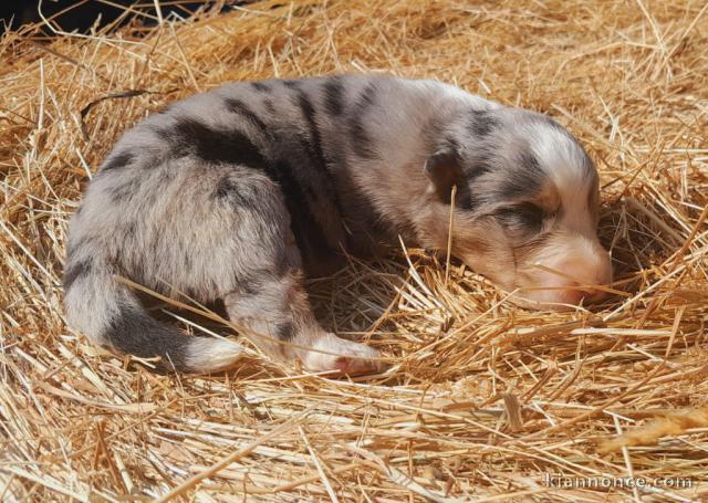 chiot berger australien lof 