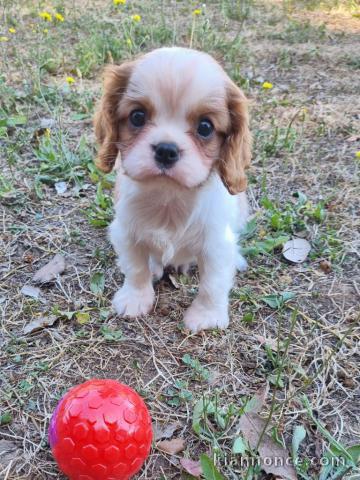 chiot cavalier king charle femelle a donner 