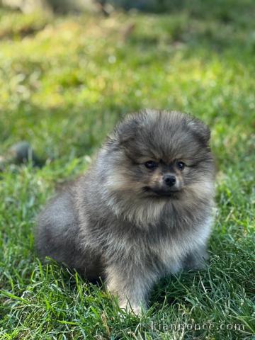 magnifique chiot spitz nain disponible pour adoption 