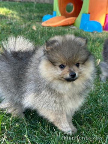 chiot spitz allemand race pure 
