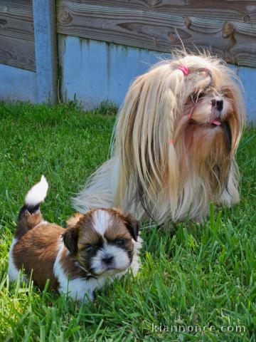 chiot Shih Tzu disponible pour adoption 