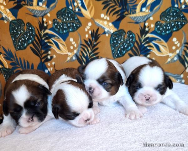 chiot Shih Tzu à donner urgent 