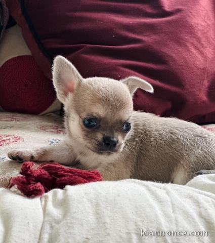 Dons chiot chihuahua femelle disponible 