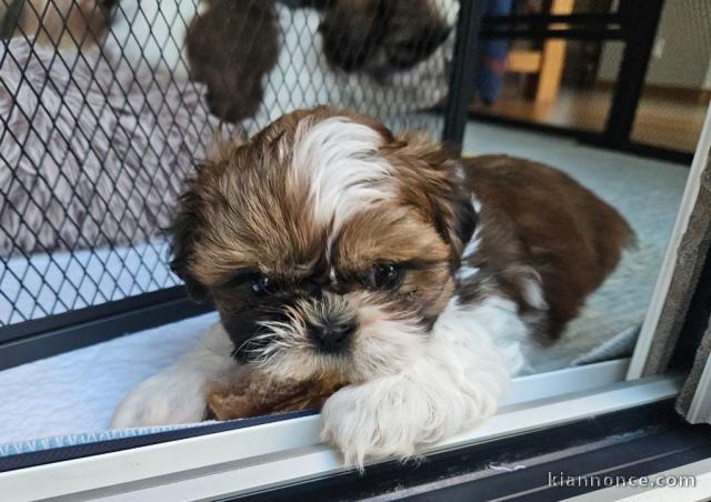 Chiot Shih Tzu à donner 