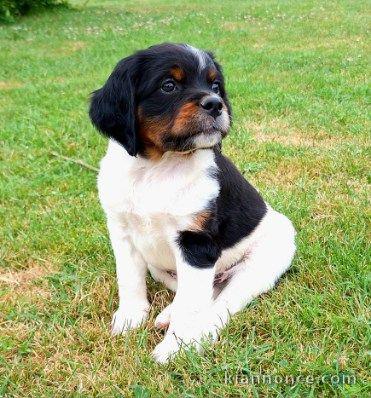 Dons chiot épagneul breton disponible 